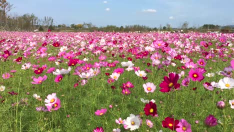 Cosmos-flower-field-at-Imjingak-by-the-DMZ-overlooking-North-Korea,-in-Munsan,-Paju,-Gyeonggi-do,-South-Korea