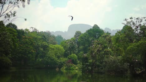 Beautiful-View-Of-BIrds-Flying-Around-In-Mother-Nature-Surrounded-By-Trees-WIth-Mountain-As-Background-In-Slow-Motion