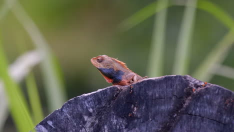 Orange-changable-lizard-resting-on-tree-log