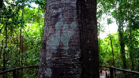 Langsames-Hochschwenken-Eines-300-Jahre-Alten-Baumes-In-Einem-Schutzgebiet-Der-Brasilianischen-Prärie