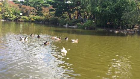 A-group-of-ducks-in-a-pond-in-Bundang-central-park,-Seongnam,-Bundang,-Gyeonggi-do,-South-Korea
