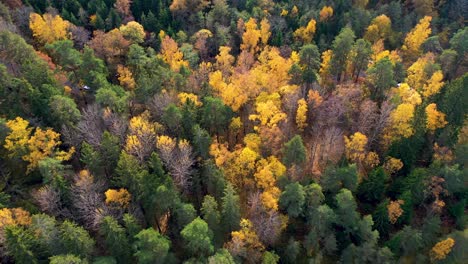 Drohnenüberführung-Kottlasee-Mit-Herbstbäumen