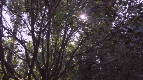 Sunlight-through-the-trees-in-the-forest