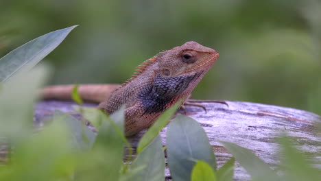 Orange-changable-lizard-lyng-on-a-tree-branch-close-up-shot
