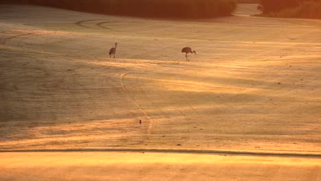 Sandhill-Crane-couple-on-gold-course-in-early-morning-golden-light