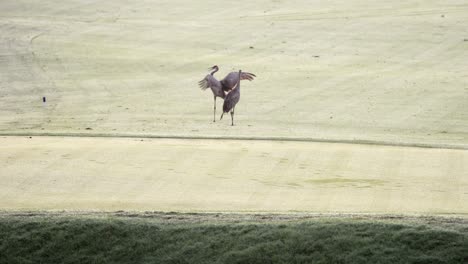 Sandhill-Cranes-mating-dance-on-golf-course
