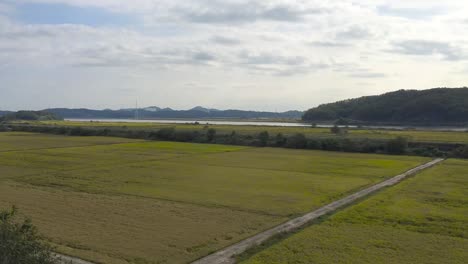 Rice-field-at-Imjingak-by-the-DMZ-overlooking-North-Korea,-in-Munsan,-Paju,-Gyeonggi-do,-South-Korea