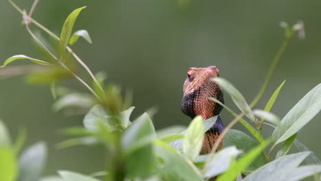Orange-changable-lizard-hiding-be-hind-some-plants-,-blur-background