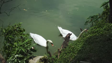 Two-Snow-White-Swans-Swim-Around-The-Pondside