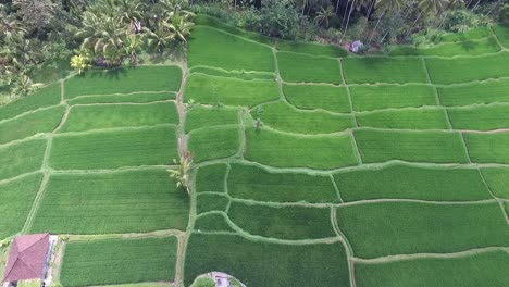 Luftaufnahmen-Von-Reisfeldern.-Jati-Mehr-2