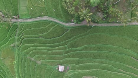 Luftaufnahmen-Von-Reisfeldern.-Jati-Mehr-6