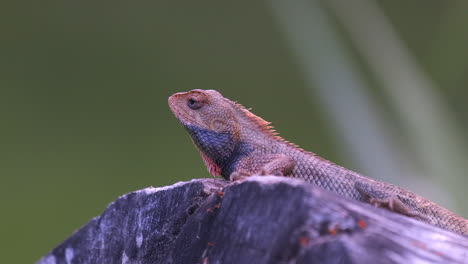 Orange-changable-lizard-resting-on-tree-branch