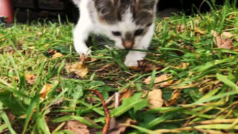 Cute-kitten-playing-in-grass-in-front-of-a-small-wooden-house