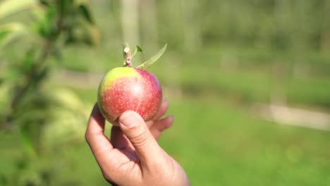 Woman's-hand-holding-and-turning-a-small-freshly-picked-apple-by-tree-on-a-sunny-day