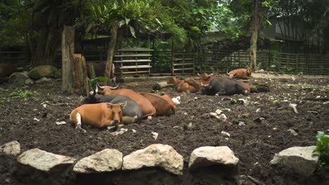 A-Group-of-Black-And-Brown-Water-Buffalo-Resting-And-Lying-Around-The-Mud