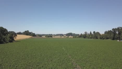 Campo-De-Cáñamo-Industrial-Cultivado-En-Filas-Con-Múltiples-Cultivares-Y-Cepas-Vista-Aérea-Drone-4k-Tiro-En-Agosto-De-2019-En-Oregon-1