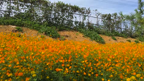 Flowers-shake-near-barbed-wires-and-a-guard-post-at-Imjingak-by-the-DMZ-overlooking-North-Korea,-in-Munsan,-Paju,-Gyeonggi-do,-South-Korea