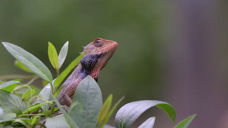 Orange-changable-lizard-nodding-its-head-behind-some-plants-,-close-up-shots