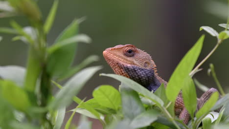 Orange-changable-lizard-chewing-close-up