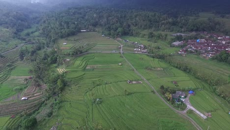 Luftaufnahmen-Von-Reisfeldern.-Jati-Mehr-1