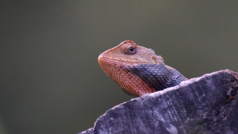Orange-changable-lizard-close-up-portrait