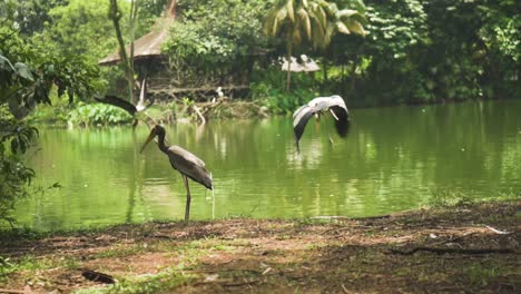 Painted-Storks-Flying-Away-Near-The-Lake-At-The-Park-In-Slow-Motion