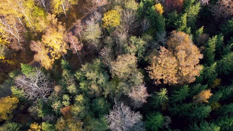Drone-flyover-autumn-trees.-Many-colors