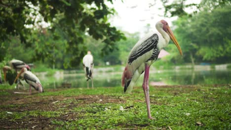 Painted-Storks-Standing-Beside-Lake-In-The-Park-Surrounded-By-Trees
