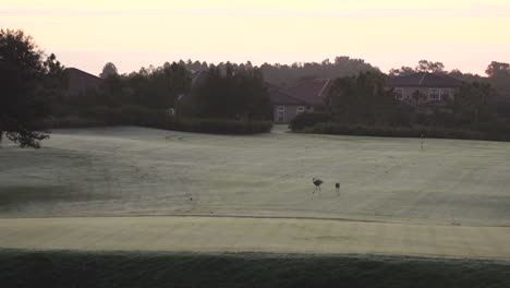 Sandhill-Crane-couple-on-a-golf-course-doing-a-mating-dance