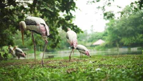 Panning-Shot-of-Painted-Storks-Walking-Near-The-Lake-At-Park-Surrounded-By-Trees