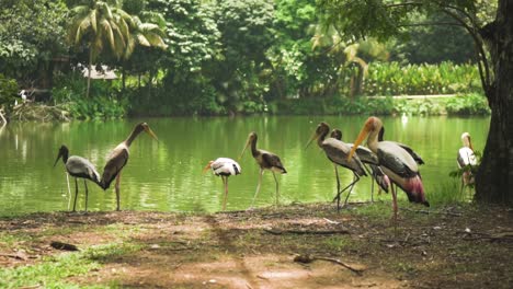 Painted-Storks-Gathering-Beside-The-Lake-Surrounded-By-Trees