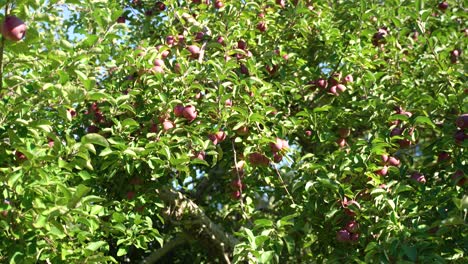 Apfelbaum-Gefüllt-Mit-Vielen-Roten-Äpfeln,-Die-An-Einem-Sonnigen-Tag-Auf-Einem-Obstgarten-Gepflückt-Werden-Können