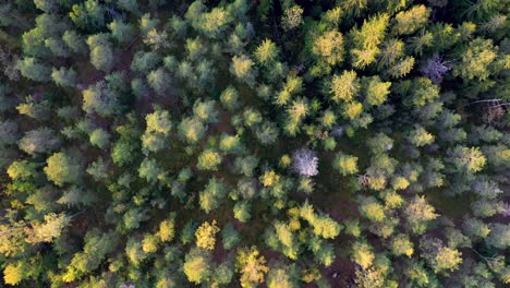 Autumn-trees-filmed-from-above