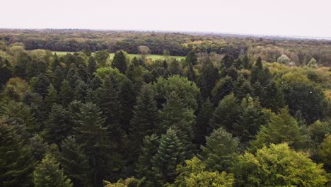 Wide-shot-aerial-dron-footage-of-a-big-beautiful-green-forest-with-birds-flying-out-of-the-tree