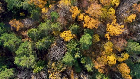 Drone-flyover-autumn-trees.-Many-colors-1