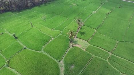 Luftaufnahmen-Von-Reisfeldern.-Jati-Mehr