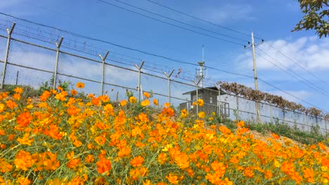 Flowers-shake-near-barbed-wires-and-a-guard-post-at-Imjingak-by-the-DMZ-overlooking-North-Korea,-in-Munsan,-Paju,-Gyeonggi-do,-South-Korea-1