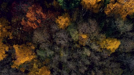 Drone-flyover-autumn-trees.-Many-colors-2