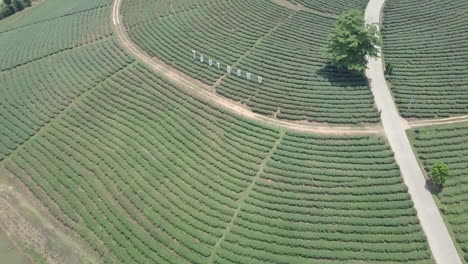 Teeplantage-In-Der-Provinz-Chiang-Rai-Im-Norden-Thailands
