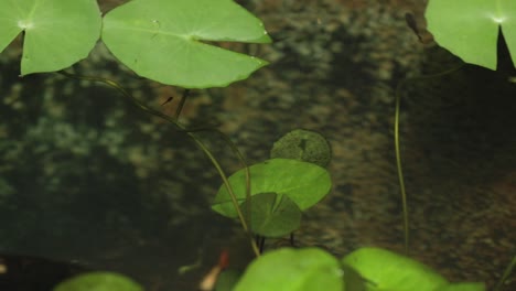 Timelapse-of-Guppy-Fish-Swimming-in-a-Garden-Pond