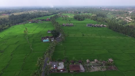 Luftaufnahmen-Von-Reisfeldern.-Jati-Mehr-3