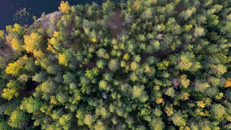 Autumn-trees-filmed-from-above-2