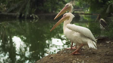 Zwei-Große-Weiße-Pelikane,-Die-Sich-Nahe-Dem-Teich-Ausdehnen