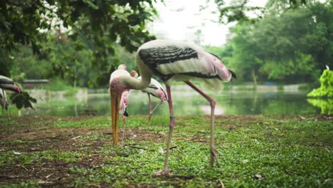 A-Walk-By-Painted-Stork-With-Lake-In-Backbround-At-The-Park-Surrounded-By-Trees