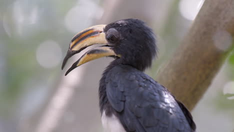 A-African-pied-hornbill-perch-on-a-tree-branch,-close-up-shot