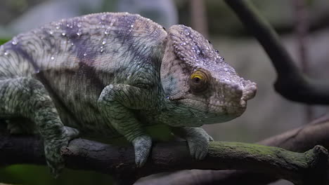 A-Beautifully-Unique-Parson-Chameleon-On-A-Tree-Branch-Rotating-It's-Eye-And-Scanning-It's-Environment---Close-Up-Shot