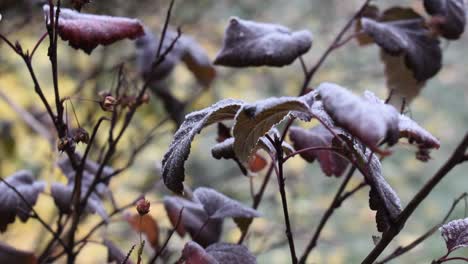 Ice-crystals-on-red-colored-leaves