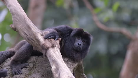 A-Beautiful-Black-Howler-Monkey-Resting-On-Man-Made-Mound-By-A-Tree-In-The-Forest---Slow-Motion