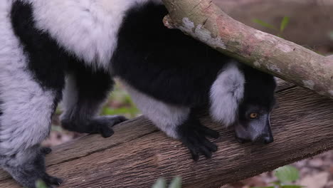 A-Beautiful-Black-And-White-Lemur-Calling-Out-On-A-Tree-Branch-In-The-Forest---Close-Up-Shot