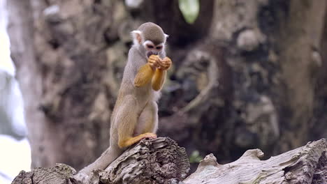 A-Grayish-Brown-Common-Squirrel-Monkey-Eating-On-Top-Of-A-Broken-Tree-Branch-With-Both-Hands---Close-Up-Shot